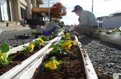 冬の花の植栽事業
