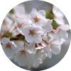さくらの花の写真