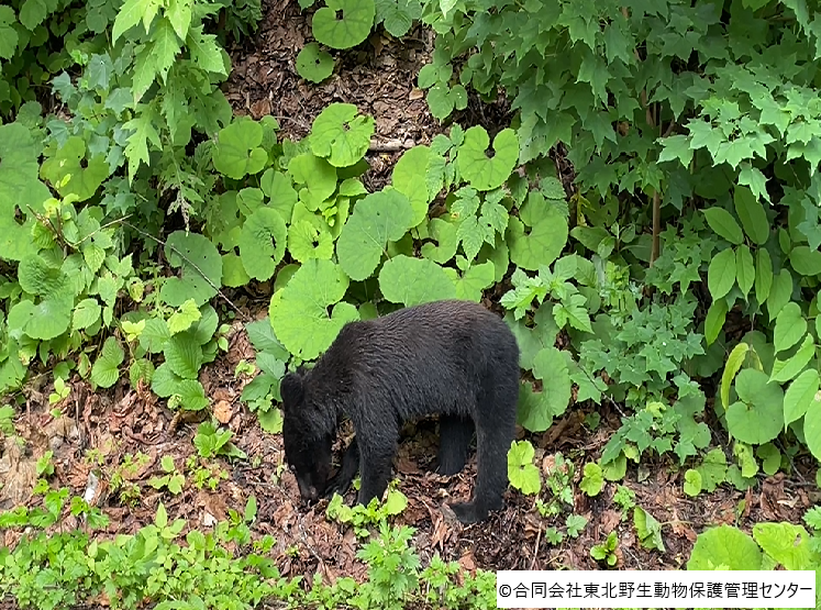 ツキノワグマ写真