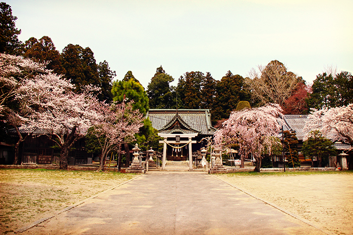 桜の木と社殿の写真