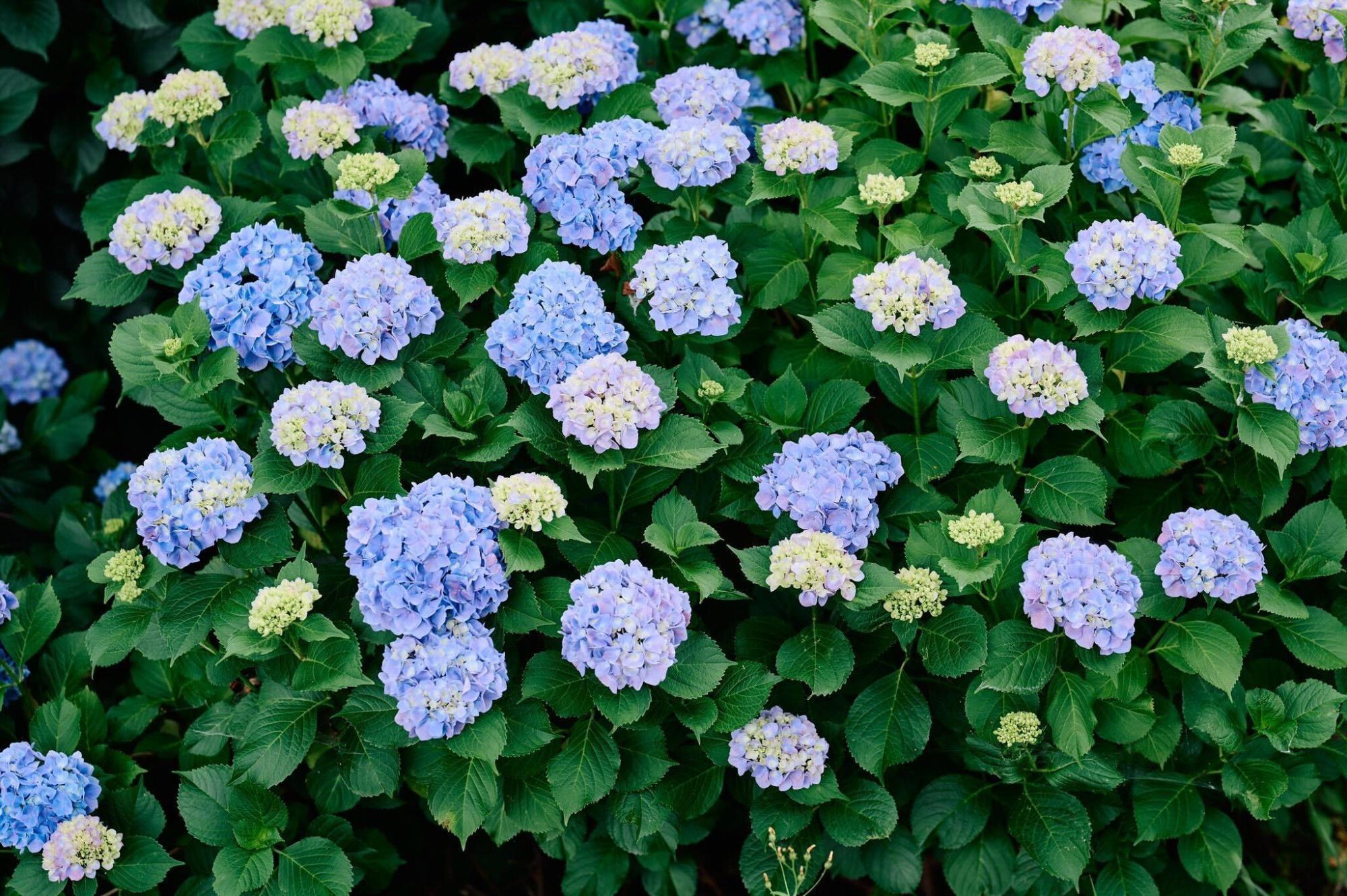 青と紫の紫陽花