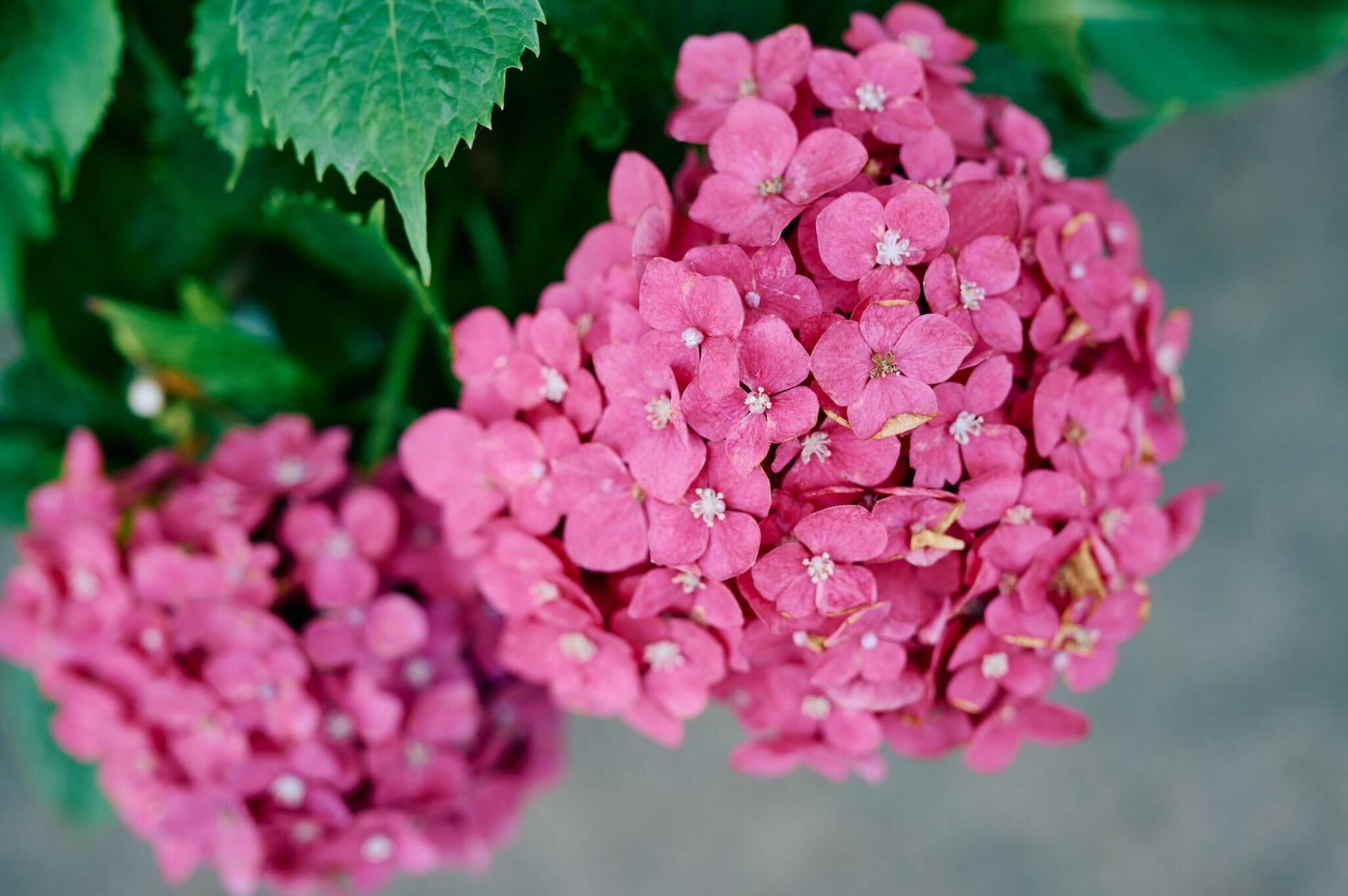 濃いピンクの紫陽花