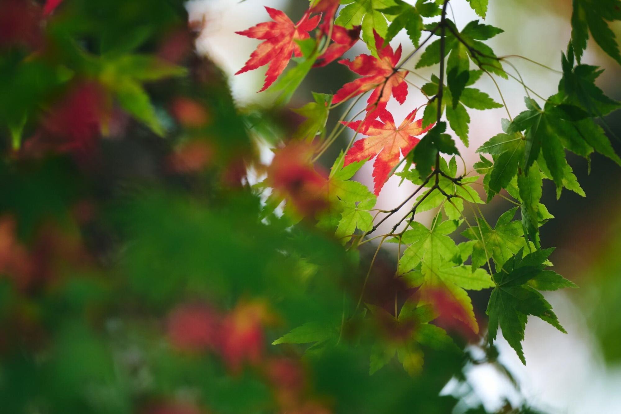 緑の紅葉の中に、少し赤くなった紅葉