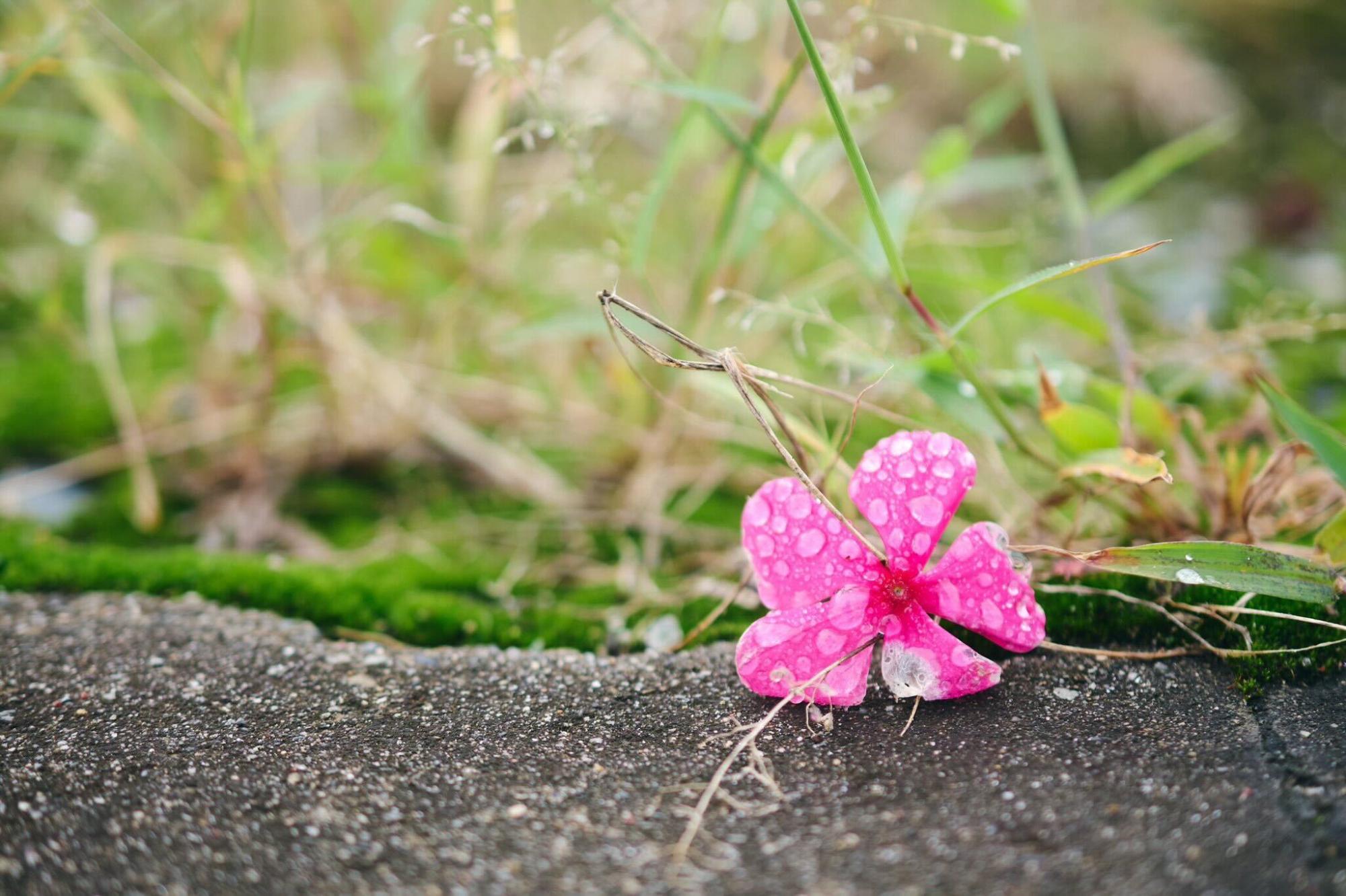 ピンクの花にたくさんの水滴