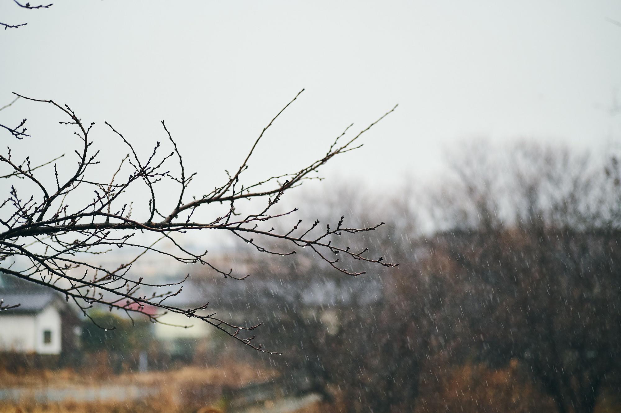 雨にぬれる枝