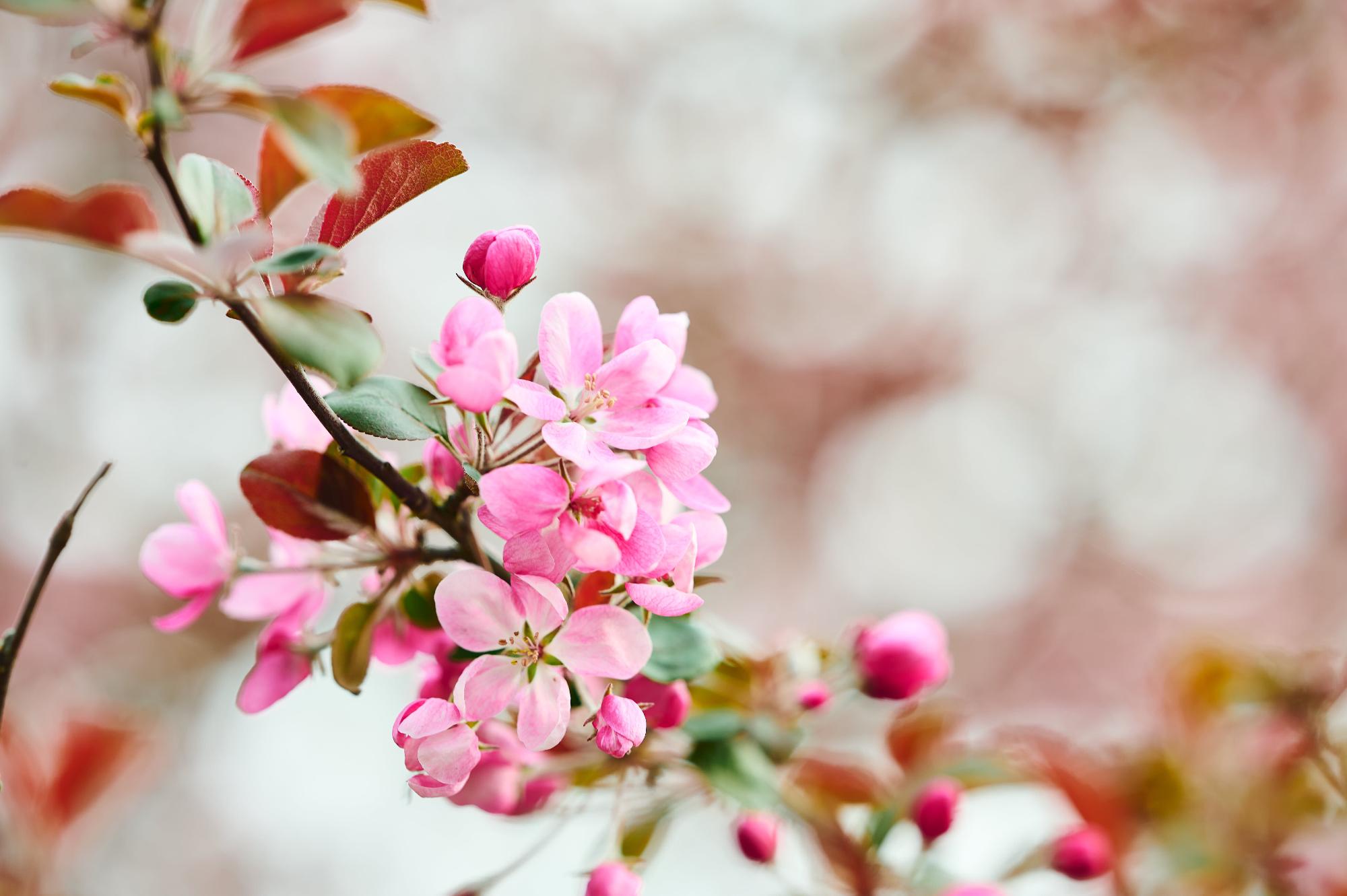 りんごの花の写真