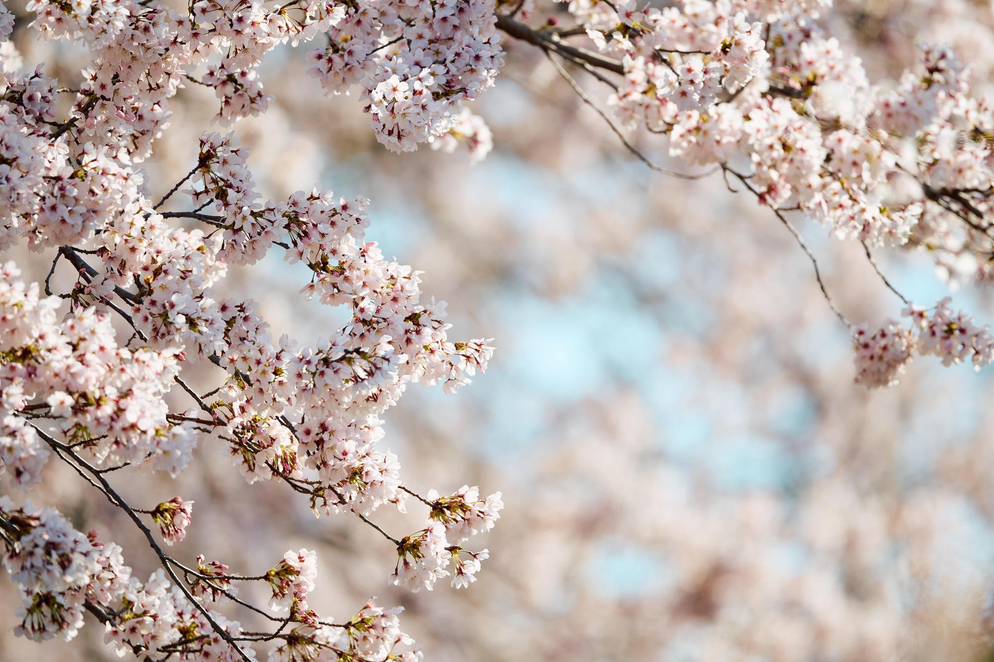 桜の満開写真