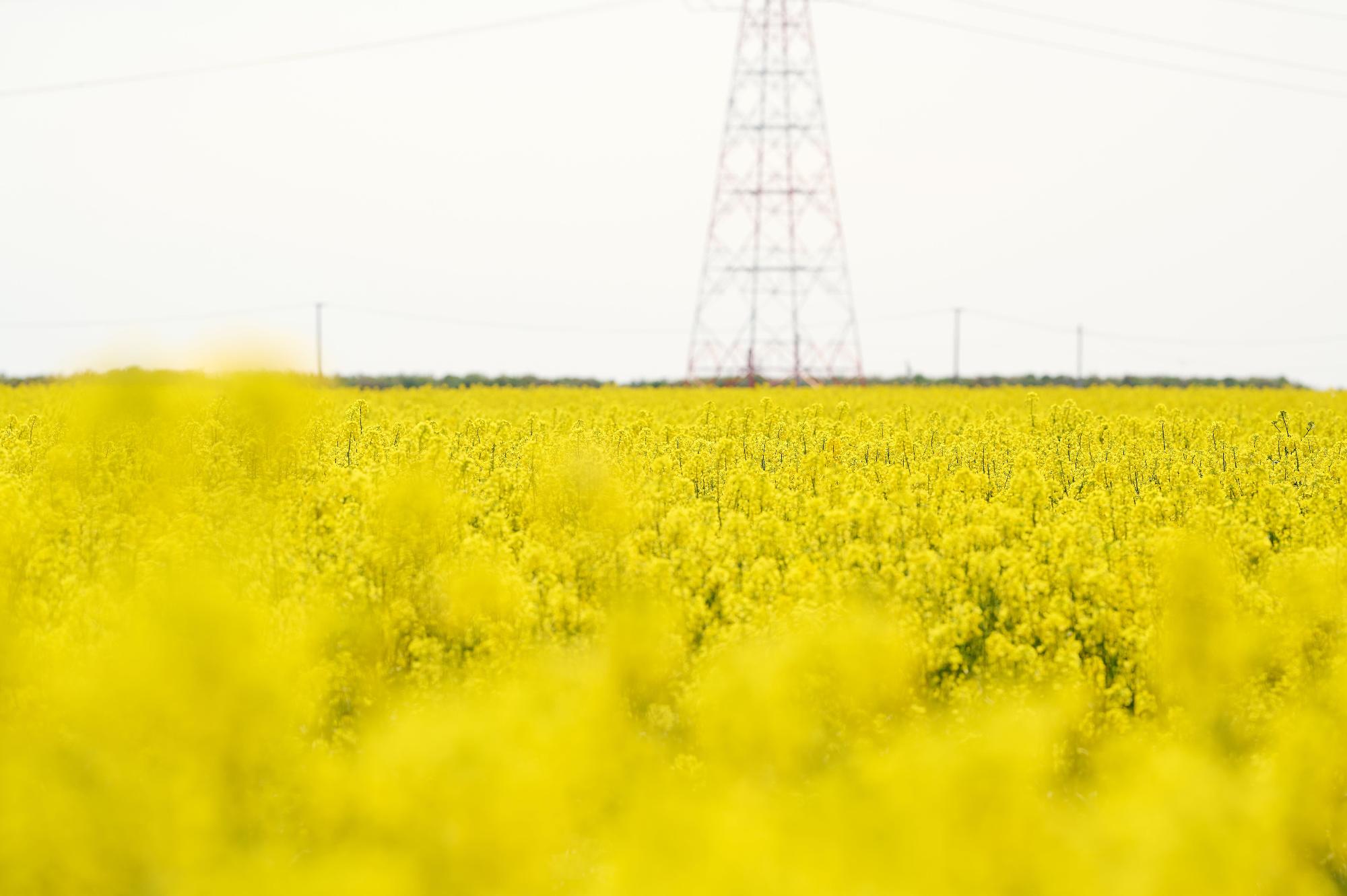 菜の花満開写真