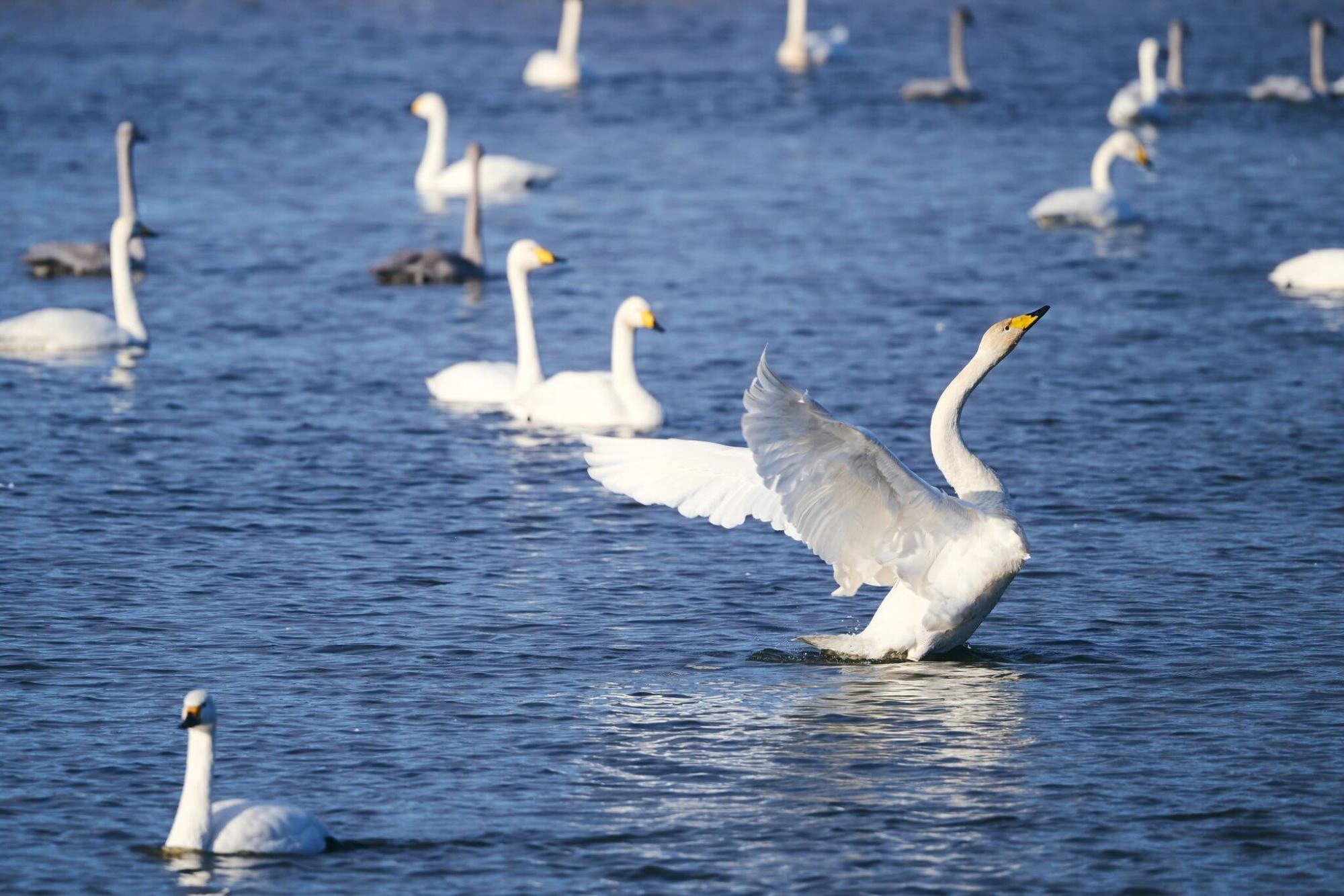 白鳥がたばたく写真