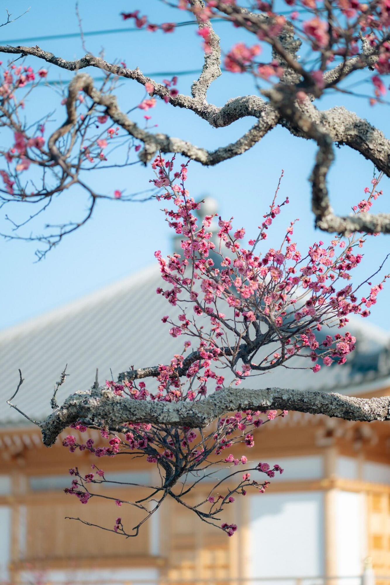 浄国寺と梅