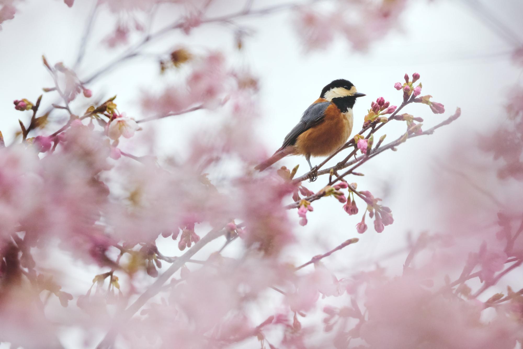 桜と鳥