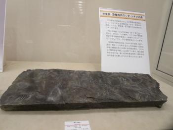 古代の南相馬市に自生していた樹の植物化石の写真