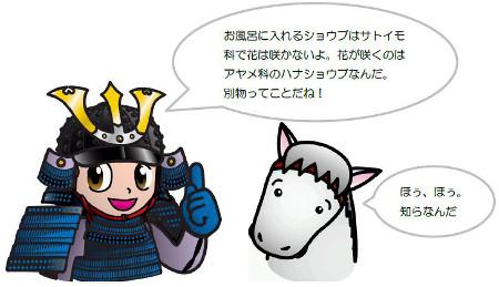 郷くんとノマくんの会話のイラスト「お風呂に入れるショウブはサトイモ科で花は咲かないよ。花が咲くのはアヤメ科のハナショウブなんだ。別物ってことだね。」「ほぅほぅ。知らなんだ」