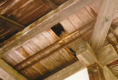 天井の板にわらのようなもので巣を作りアライグマが棲みついていた家屋の写真