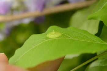 黄緑色で小さな半円の形をしたフジハフクレフシ(タマバエの仲間)の虫こぶがフジの葉の上に乗っている写真。