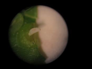 フジハフクレフシ(タマバエの仲間)の幼虫の写真。
