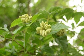 エゴノキの葉っぱの茎の方に黄緑色のエゴノネコアシ(エゴノネコアシアブラムシ)の虫こぶがいくつも集まっている写真。