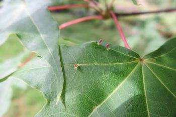 紅色の茎をもつイタヤカエデの葉っぱにとても小さなイタヤカエデハツノフシ(フシダニの仲間)の虫こぶ乗っている写真。