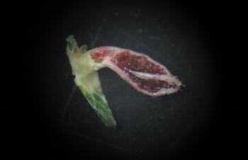 紅色のような、イタヤカエデハツノフシ(フシダニの仲間)の虫こぶのアップ写真。