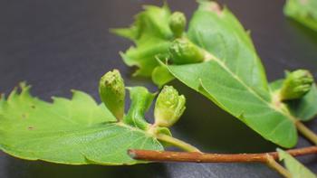 ケヤキの葉にくっついている、黄緑色でつぼみのような形をしたケヤキハフクロフシ(ケヤキヒトスジワタムシ)の虫こぶの写真。
