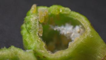 虫こぶの断面のアップ写真。中には薄透明い黄色をしたケヤキハフクロフシ(ケヤキヒトスジワタムシ)がたくさんいます。