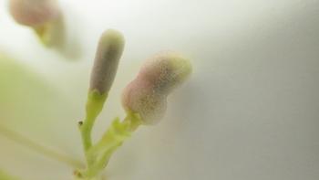 ふわふわとした見た目をしている、ヘクソカズラにくっついているヘクソカズラツボミマルフシ(ハリオタマバエの仲間)の虫こぶの写真。