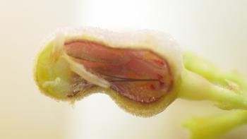 ヘクソカズラにくっついているヘクソカズラツボミマルフシ(ハリオタマバエの仲間)の写真のアップ。