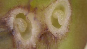 ボールのような虫こぶを半分に割った写真。中には透明な色をしているクリメコブズイフシ(クリタマバチ)が2匹います。