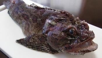 見た目は強面のサッタロウ(ケムシカジカ)の写真
