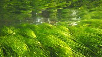透明な水の中で群生するバイカモの写真