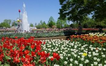 砺波チューリップ公園の写真
