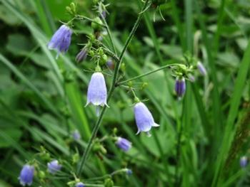 薄紫のツリガネニンジンの花の写真