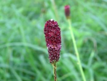 赤紫のワレモコウの花の写真