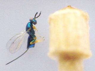 他者の作った虫こぶに卵を産み付け、その虫こぶから出てきたタマバチの写真