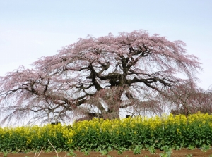 飯崎のしだれ桜 菜の花畑の後ろに大きなしだれ桜が写っている