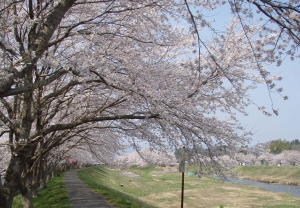 小高川の桜 河川岸に桜が咲いているところ