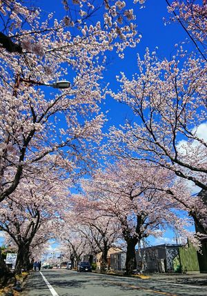 夜の森の桜並木の様子