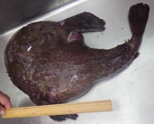 アンコウの全身が写り、物差しを当てている