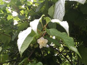 白くて小さな5つの花びらのマタタビの花が一厘咲いていて、大きな葉がまわりについている