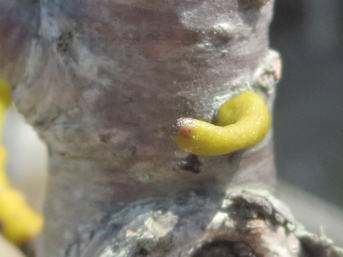 発芽後に寄主の樹幹に侵入するヤドリギ