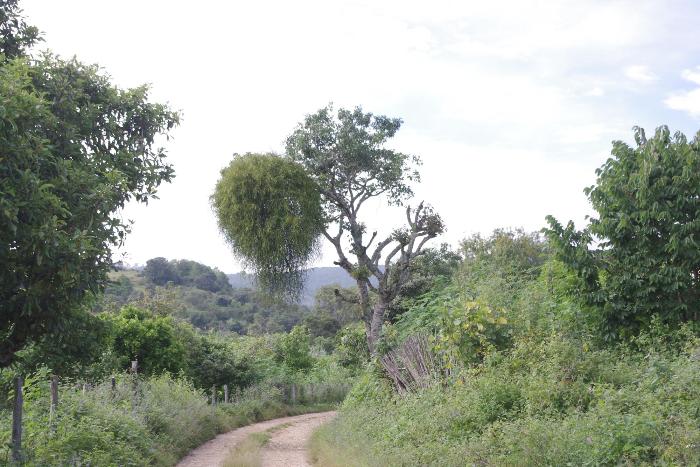 ヤドリギの巨大な球体。メキシコ南部にて(Nacaltepec, Oaxaca, MEXICO)