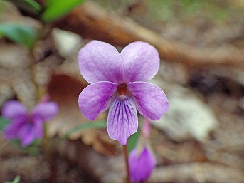 マキノスミレの画像。紫色で花びらが五枚ついている。