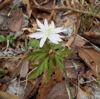 キクザキイチゲ の画像。白い花で花びらが12枚ある。