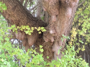 白幡のいちょう(五里八幡の乳イチョウ)の乳