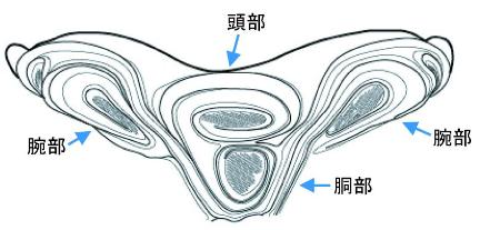 大田和広畑遺跡出土浅鉢の文様