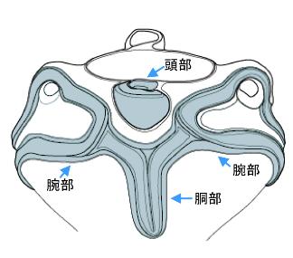 図4 東町遺跡湿度注口土器の文様