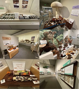 企画展「しらべてわかった! おだかの自然」の展示風景