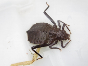 全体的に黒く、腹が丸みのある形をしたヤゴ
