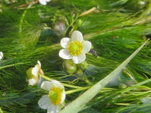 水面から白い5枚の花びらの花が3つ顔を出している