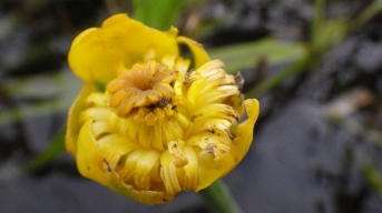 黄色の花で花びらが内側に丸くなっている